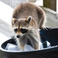 What types of animals are commonly removed during wildlife removal?
