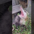 Can you relocate a wild animal after it has been removed from your property?