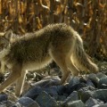 Can you relocate wildlife in indiana?