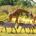 Why is wildlife so important?