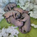 What should you do if you find a nest of baby animals during the removal process?