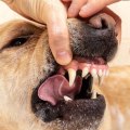 What should you do if you are bitten or scratched by a wild animal during the removal process?
