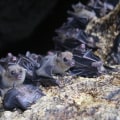 How do you know if you have a wildlife infestation?