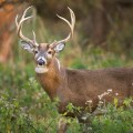 What are some common wildlife management practices?