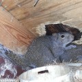 Are there any health risks associated with having a wildlife infestation in your home?