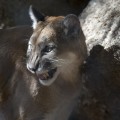 What should you do if you encounter a wild animal on your property?