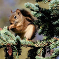 What should you do if you suspect a neighbor's property has a wildlife infestation?