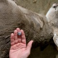 What are some common mistakes people make during wildlife removal?