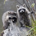 What precautions should be taken during wildlife removal?