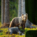 What are the risks of not removing wildlife from your property?