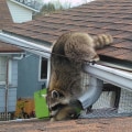 What should you do if a wild animal enters your home during the removal process?