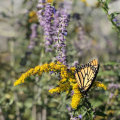 Can you prevent future wildlife infestations by making changes to your landscaping or outdoor areas?