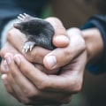 How can you find a reputable and experienced wildlife removal service in your area?