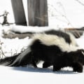 What are some common misconceptions about wildlife removal?