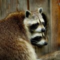 Is it illegal to relocate wildlife in ca?