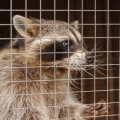 Why is wildlife removal important?