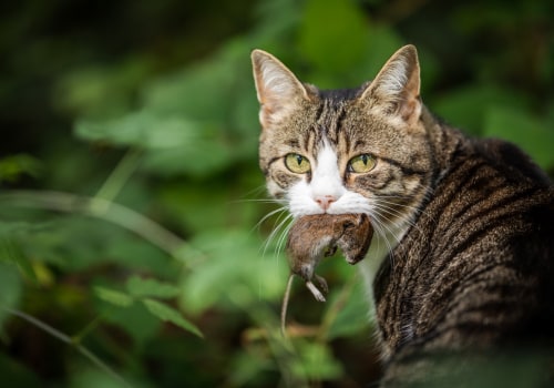 What should you do if you find a dead animal on your property?