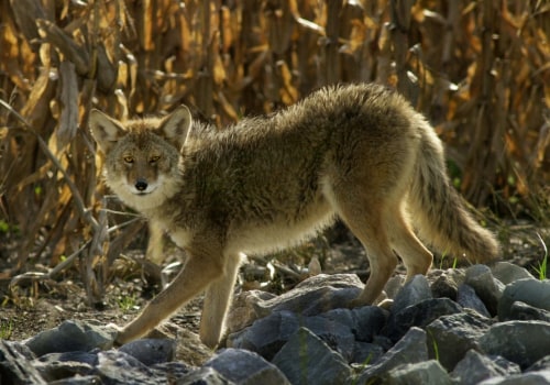 Can you relocate wildlife in indiana?