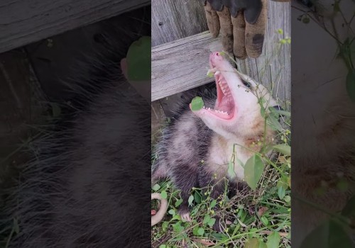 Are there any risks involved in wildlife removal for the animals themselves?