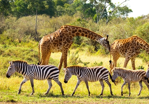 Why is wildlife so important?