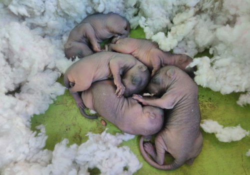 What should you do if you find a nest of baby animals during the removal process?