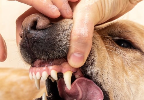 What should you do if you are bitten or scratched by a wild animal during the removal process?