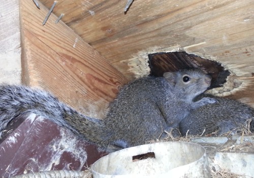 Are there any health risks associated with having a wildlife infestation in your home?