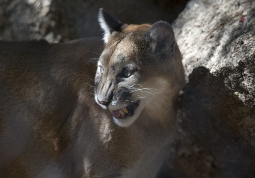 What should you do if you encounter a wild animal on your property?