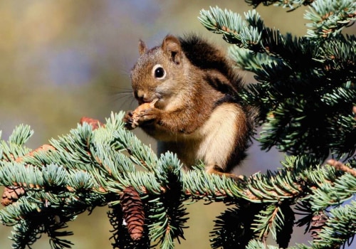 What should you do if you suspect a neighbor's property has a wildlife infestation?