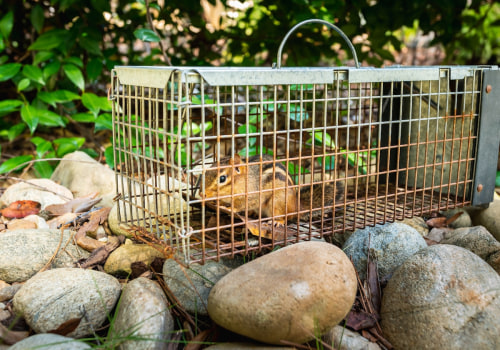 How can you prevent future wildlife infestations?