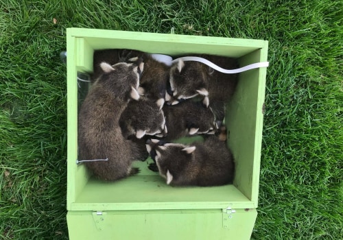 What should you do if you find a baby animal during the removal process?