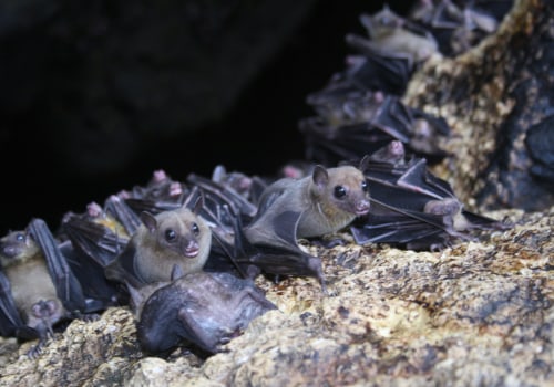 What are some common reasons for wildlife infestations in homes?