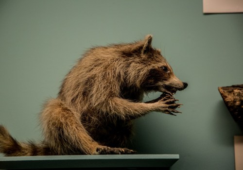 What should you do with the removed wildlife?