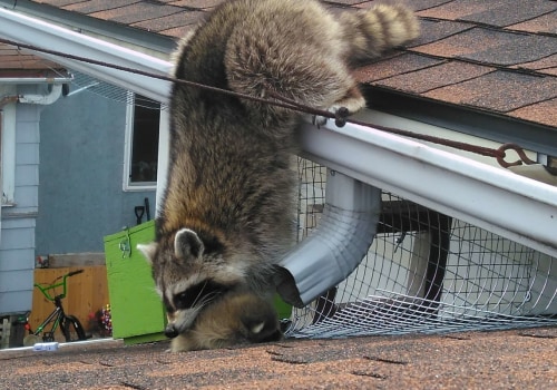 What should you do if a wild animal enters your home during the removal process?