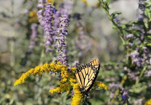 Can you prevent future wildlife infestations by making changes to your landscaping or outdoor areas?
