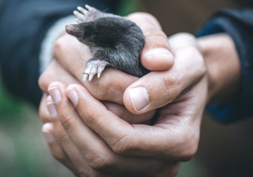 How can you find a reputable and experienced wildlife removal service in your area?