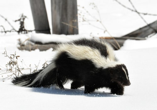 What are some common misconceptions about wildlife removal?