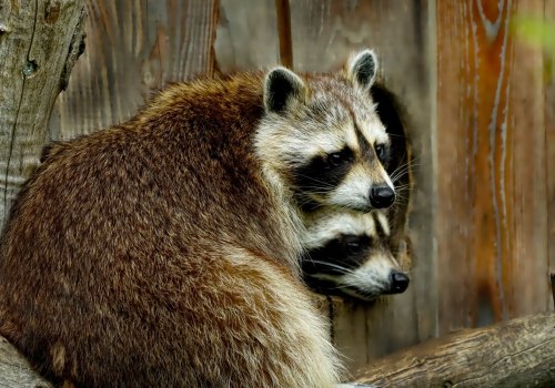 Are there any laws or regulations regarding wildlife removal?