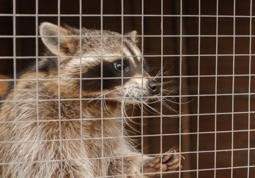 Why is wildlife removal important?